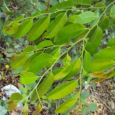 Diospyros candolleana unspecified picture