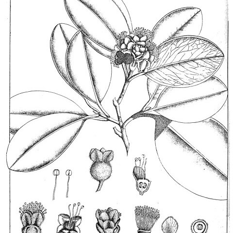 Eugenia floccosa unspecified picture