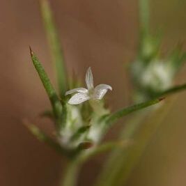 Eriastrum hooveri unspecified picture