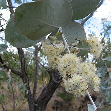 Eucalyptus shirleyi unspecified picture