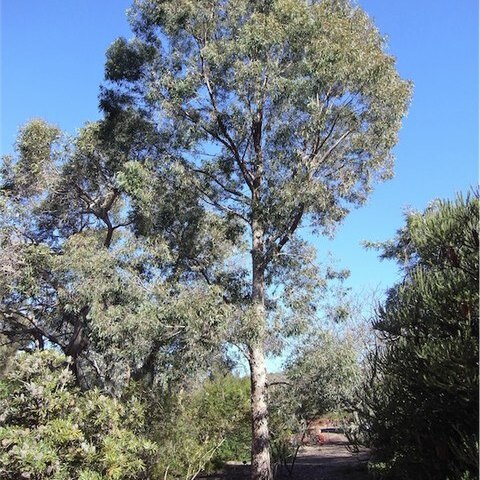 Eucalyptus rudderi unspecified picture