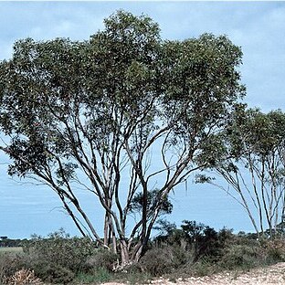 Eucalyptus leptocalyx unspecified picture