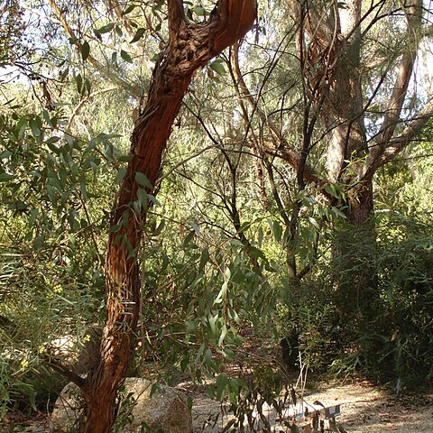 Eucalyptus macrandra unspecified picture