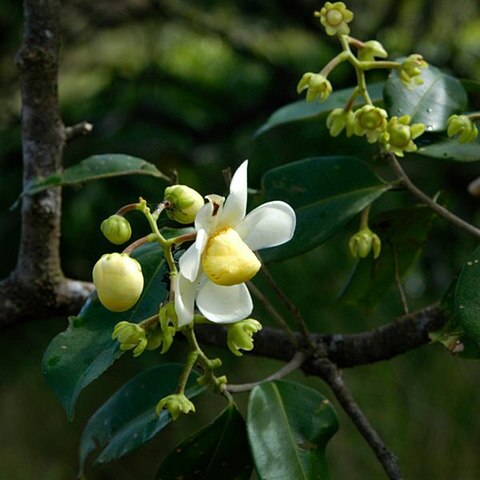 Eschweilera unspecified picture