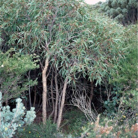 Eucalyptus lateritica unspecified picture