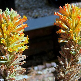 Buddleja tubiflora unspecified picture