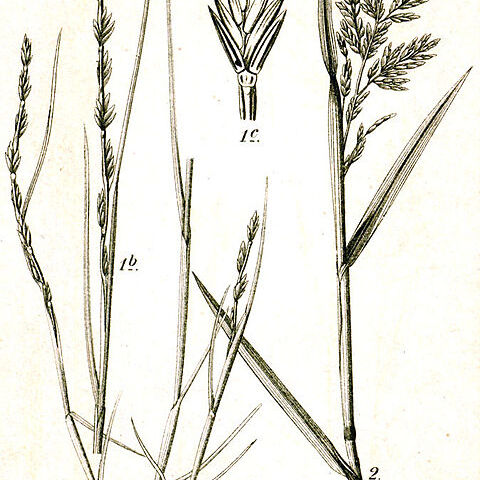 Micropyrum unspecified picture