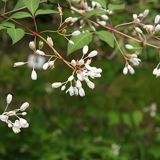 Staphylea bumalda unspecified picture