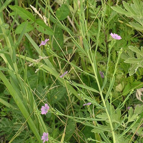 Linum stelleroides unspecified picture