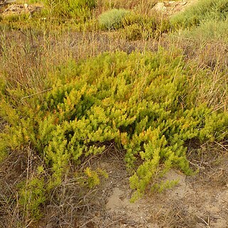 Asparagus macrorrhizus unspecified picture