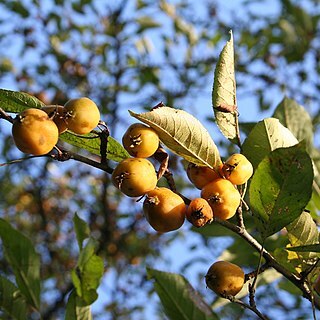 Malus toringoides unspecified picture