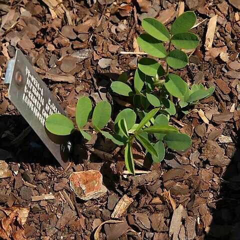 Tephrosia spicata unspecified picture