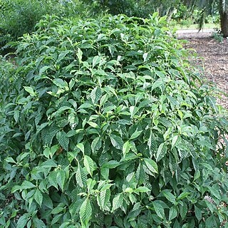 Psychotria lupulina unspecified picture