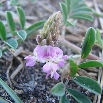 Indigofera microcarpa unspecified picture