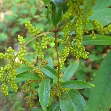 Pachygone unspecified picture