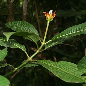 Psychotria elata unspecified picture
