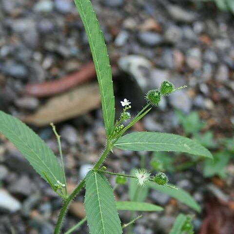 Caperonia unspecified picture