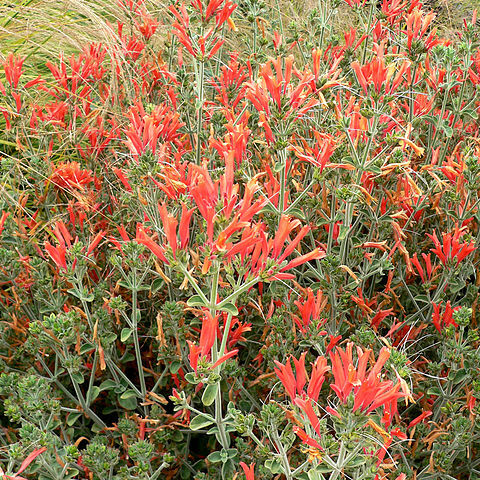 Dicliptera unspecified picture
