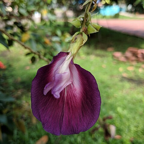 Clitoria arborea unspecified picture