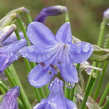 Agapanthus l'hér. unspecified picture