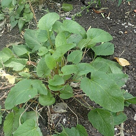 Adenophora stricta unspecified picture