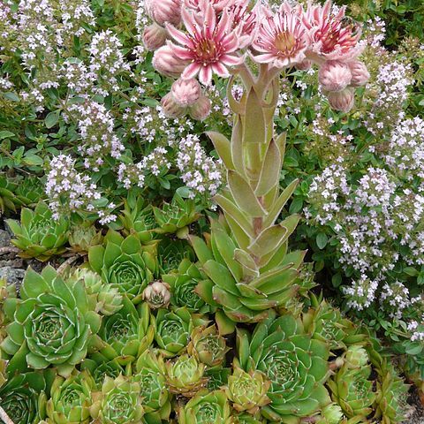 Sempervivum marmoreum unspecified picture