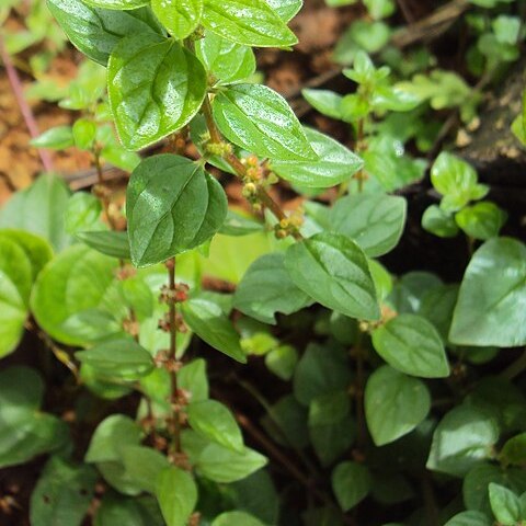 Pouzolzia zeylanica unspecified picture