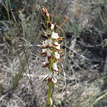 Prasophyllum sargentii unspecified picture