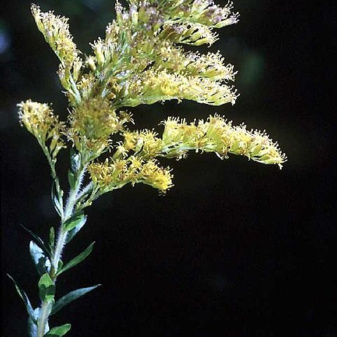 Solidago fistulosa unspecified picture