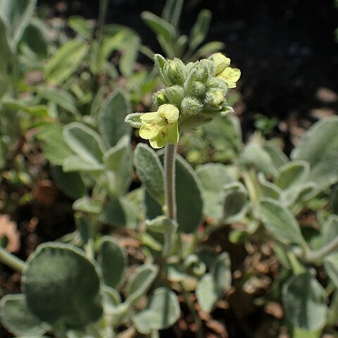 Stachys iberica unspecified picture