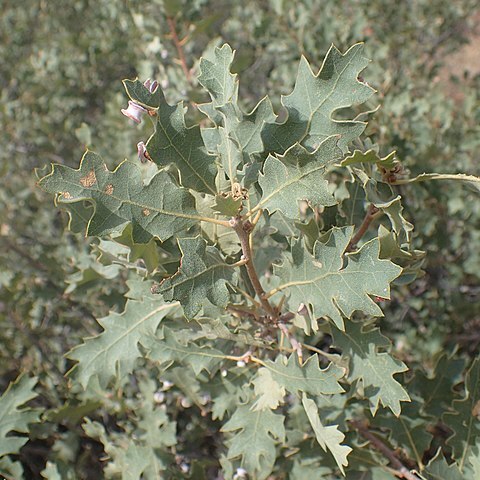 Quercus welshii unspecified picture