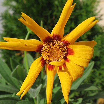 Coreopsis unspecified picture