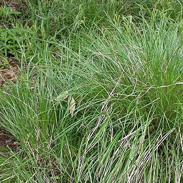 Carex forficula unspecified picture