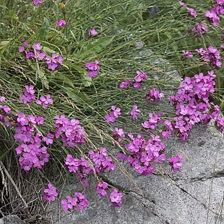Dianthus carmelitarum unspecified picture