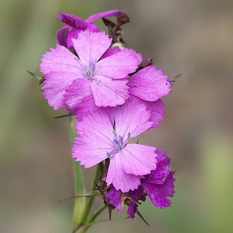 Dianthus carmelitarum unspecified picture