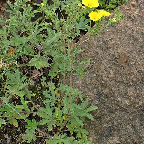 Drymocallis geoides unspecified picture