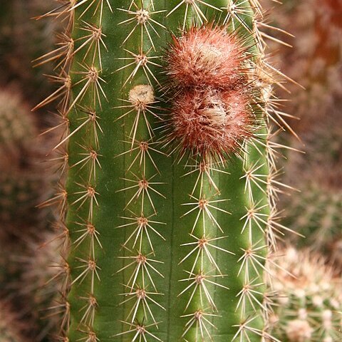 Echinocereus ortegae unspecified picture