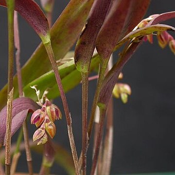 Acianthera auriculata unspecified picture