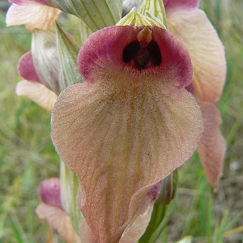 Serapias neglecta subsp. neglecta unspecified picture