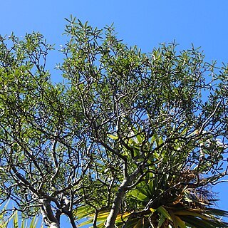 Pittosporum turneri unspecified picture
