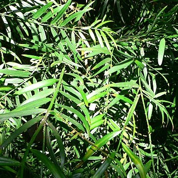 Afrocarpus gracilior unspecified picture