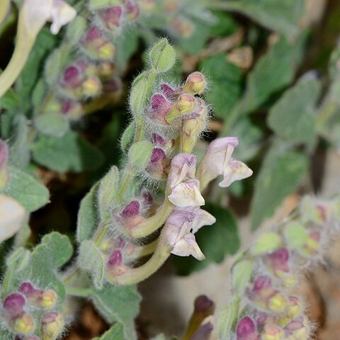 Scutellaria utriculata unspecified picture
