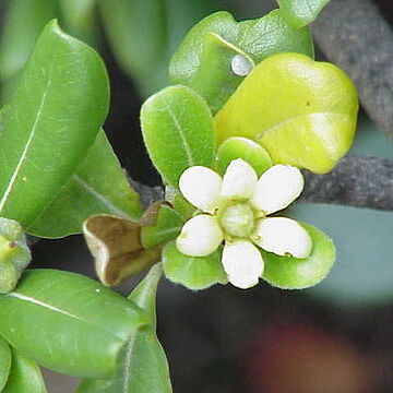 Pittosporum unspecified picture
