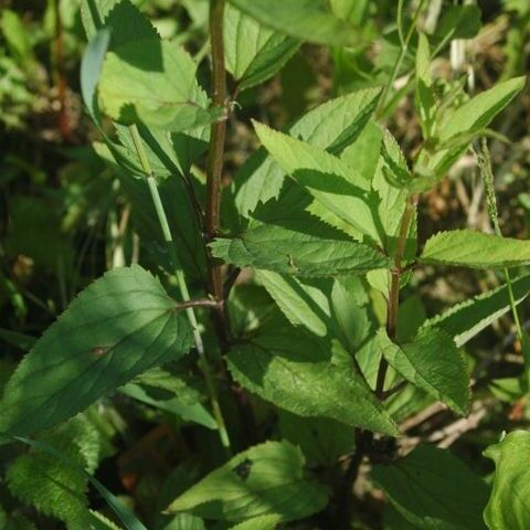 Scrophularia buergeriana unspecified picture
