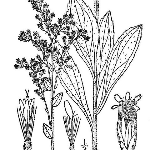 Solidago radula unspecified picture