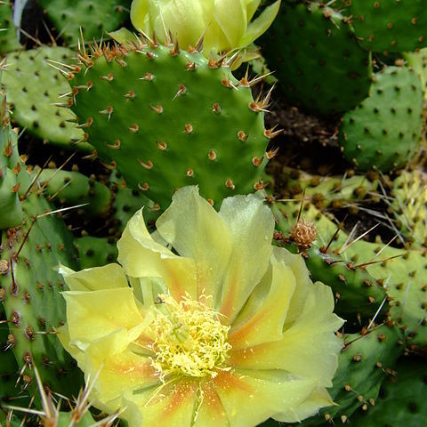 Opuntia howeyi unspecified picture