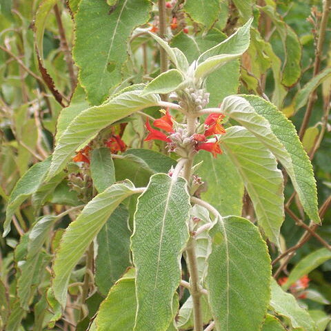 Colquhounia unspecified picture
