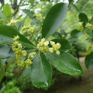 Euonymus yunnanensis unspecified picture