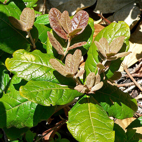 Quercus costaricensis unspecified picture