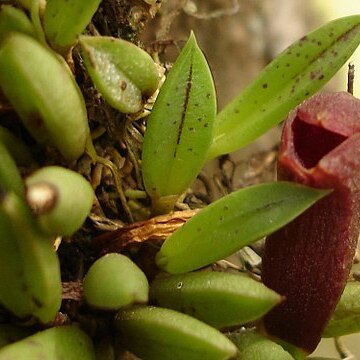 Acianthera asaroides unspecified picture